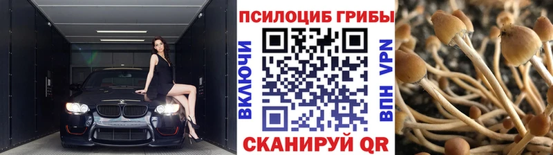 Галлюциногенные грибы мицелий  купить наркотик  Новороссийск 